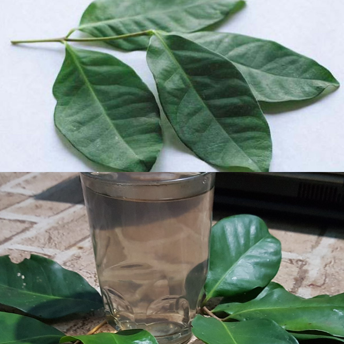 6 Manfaat Daun Salam, Bisa Atasi Sakit Perut!