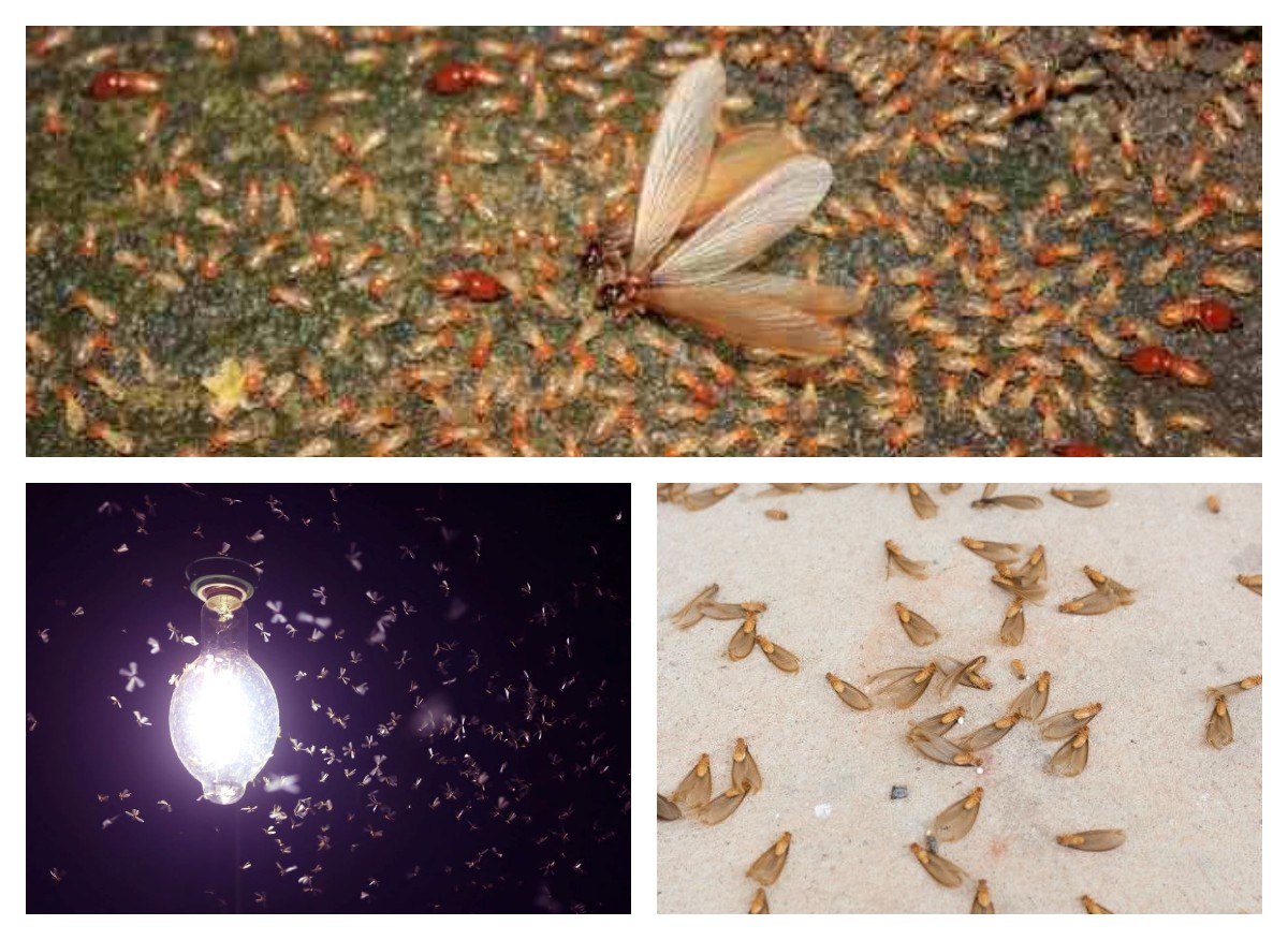 Tak Perlu Panik! Ini 7 Cara Efektif Menghalau Laron Seusai Hujan