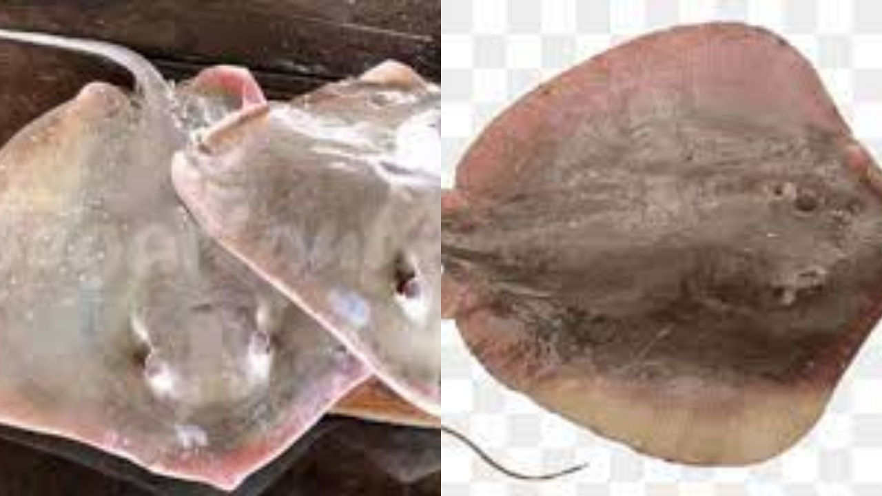 Tak Hanya Unik, Ini Manfaat Ikan Pari Untuk Kesehatan Yang Jarang Diketahui