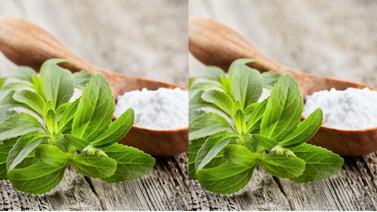 Jarang Diketahui Teryata Ini Guys Manfaat Daun Stevia Untuk Kesehatan Yang Luar Biasa! 