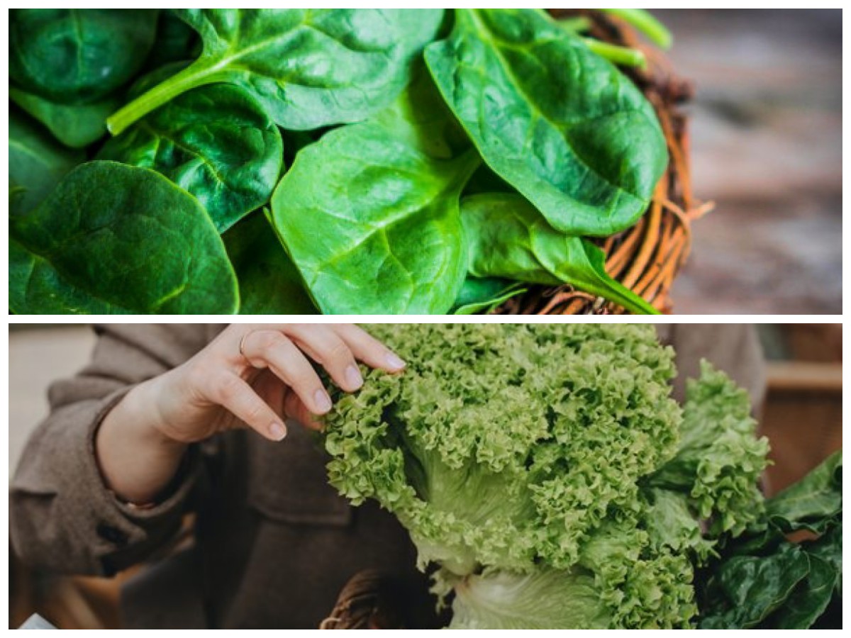 Manfaat Kale dan Bayam untuk Tulang Kuat, Rahasia Superfood Hijau yang