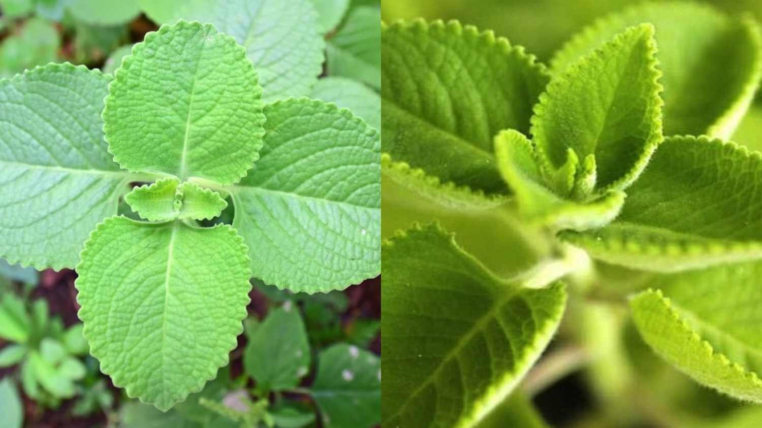 Inilah 7 Manfaat Daun Bangun-bangun Untuk Tubuh Yang Jarang Diketahui! 