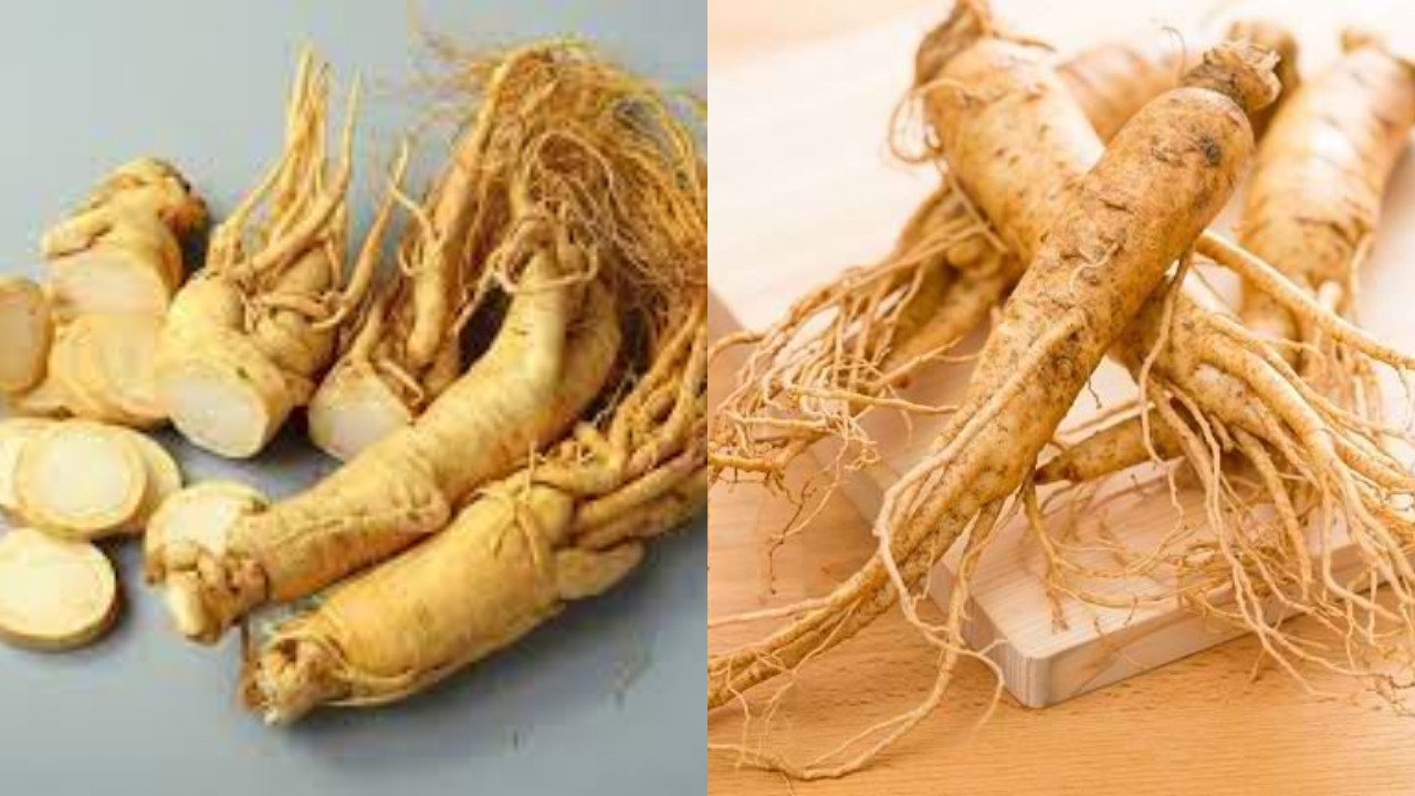 Manfaat Ginseng untuk Kesehatan Tubuh, Wajib Kalian Cobain!