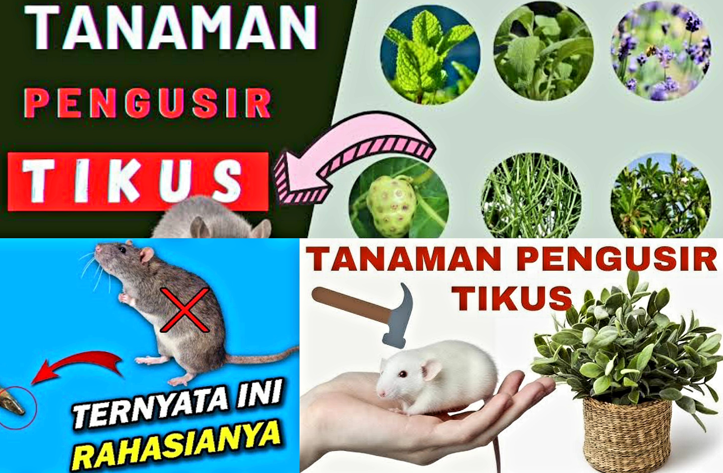 Cukup Pakai Tanaman. Tikus Gak Balik Lagi! Begini 7 Cara Usir Hewan Pengerat 