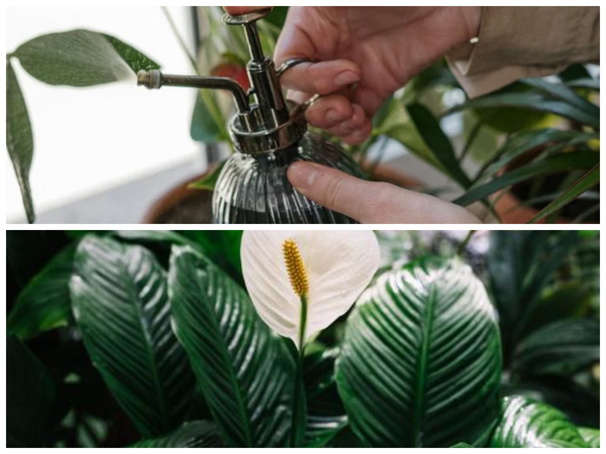 Rumah Lebih Sehat Alami! 6 Tanaman Hias Ini Bantu Lawan Jamur Indoor