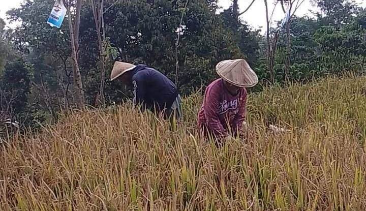  Krisis Tenaga Kerja Untuk Panen Padi, Petani di Dempo Selatan Kota Pagaralam Lagi Mencari Solusi Terbaik