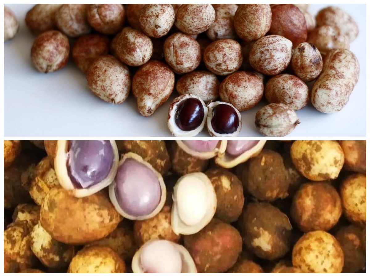 Kenali Berbagai Manfaat Kacang Bogor untuk Menjaga Kesehatan Anda Sehari-hari