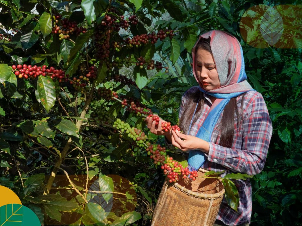 10 Oleh-Oleh Khas Pagar Alam Terbaru yang Wajib Dibawa Pulang