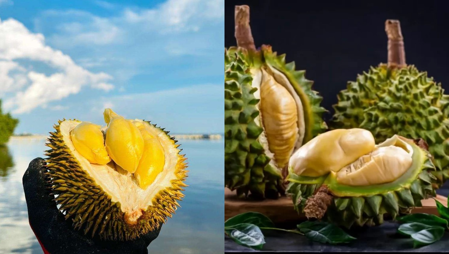 Tips Memilih Durian Berkualitas, Rahasia Mendapatkan Durian Lezat dan Sempurna