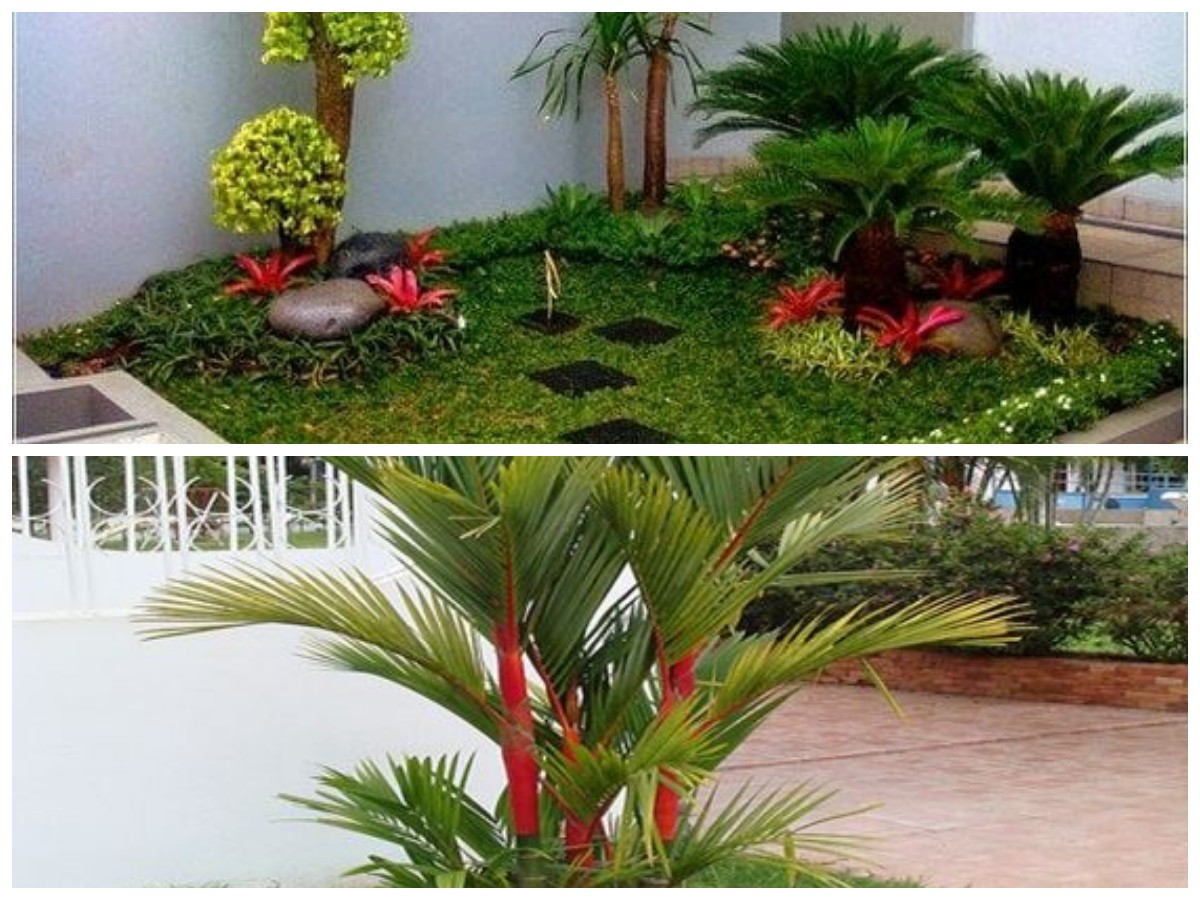 Bikin Halaman Lebih Asri! 7 Palem Mini Favorit yang Sejuk dan Minim Perawatan