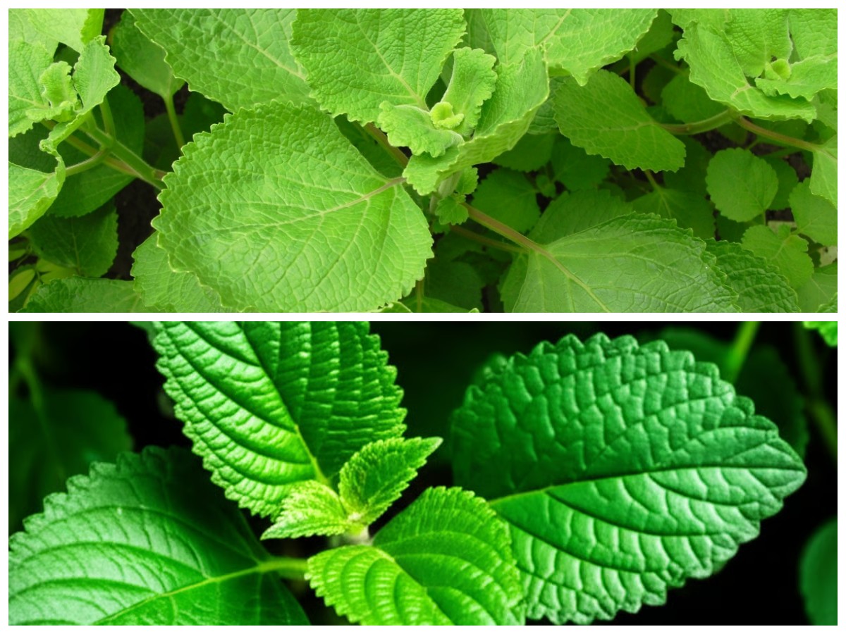 Manfaat Luar Biasa Daun Bangun-Bangun: Rahasia Alami untuk Tubuh Sehat