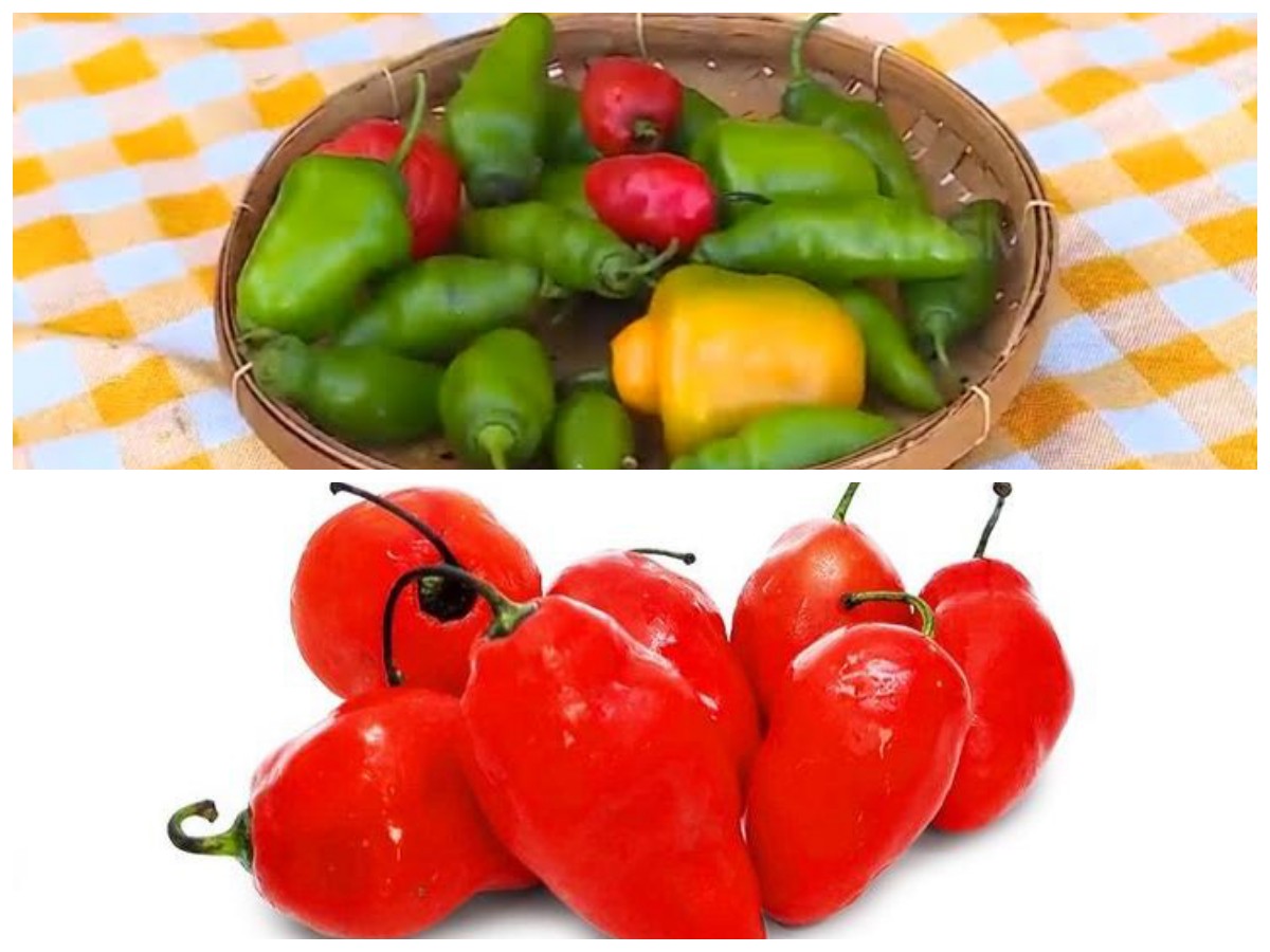 Jarang Diketahui! Ini Manfaat Cabe Gendut untuk Diet dan Kesehatan Tubuh