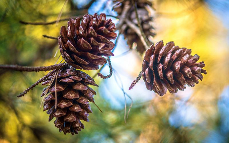 Apa Saja Khasiat Kacang Pohon Pinus untuk Kesehatan? Ini 5 Manfaat yang Wajib Diketahui! 