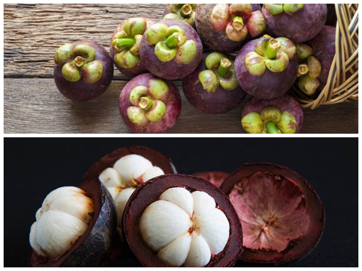 5 Manfaat Buah Manggis untuk Kesehatan: Ratu Buah yang Penuh Khasiat Antioksidan!