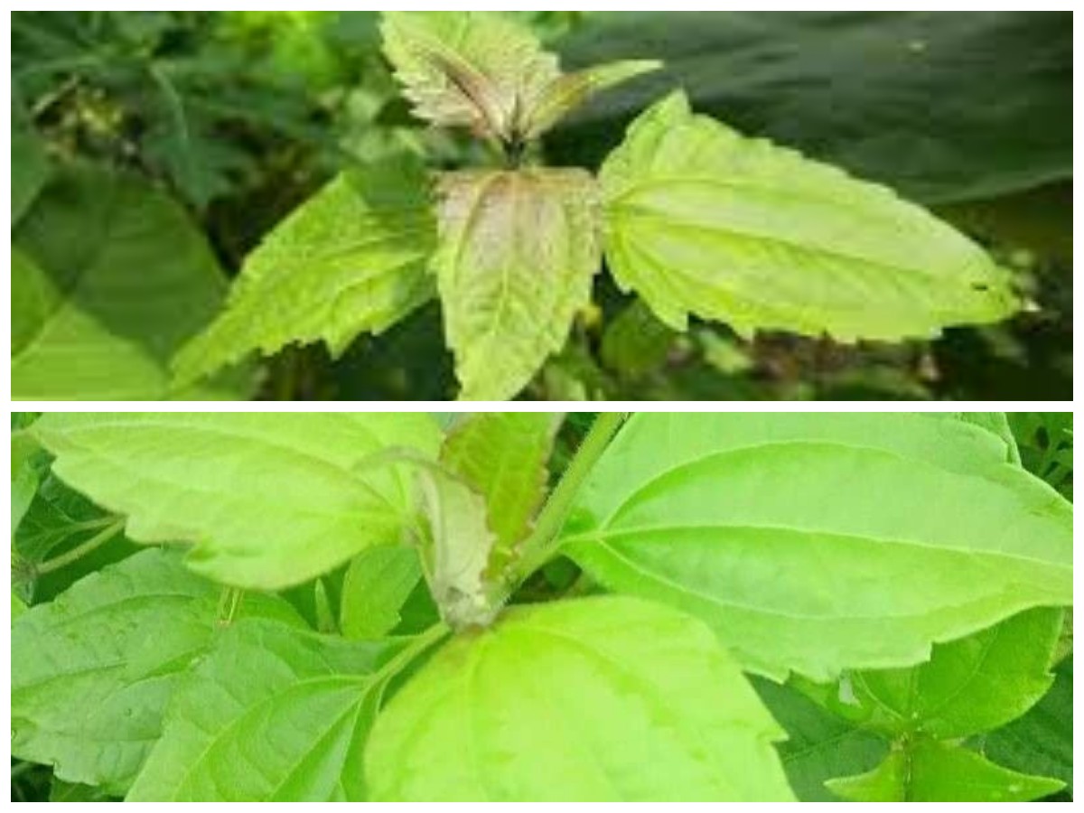 Khasiat Daun Kopasanda bagi Penderita Asam Lambung: Begini Cara Merebusnya!