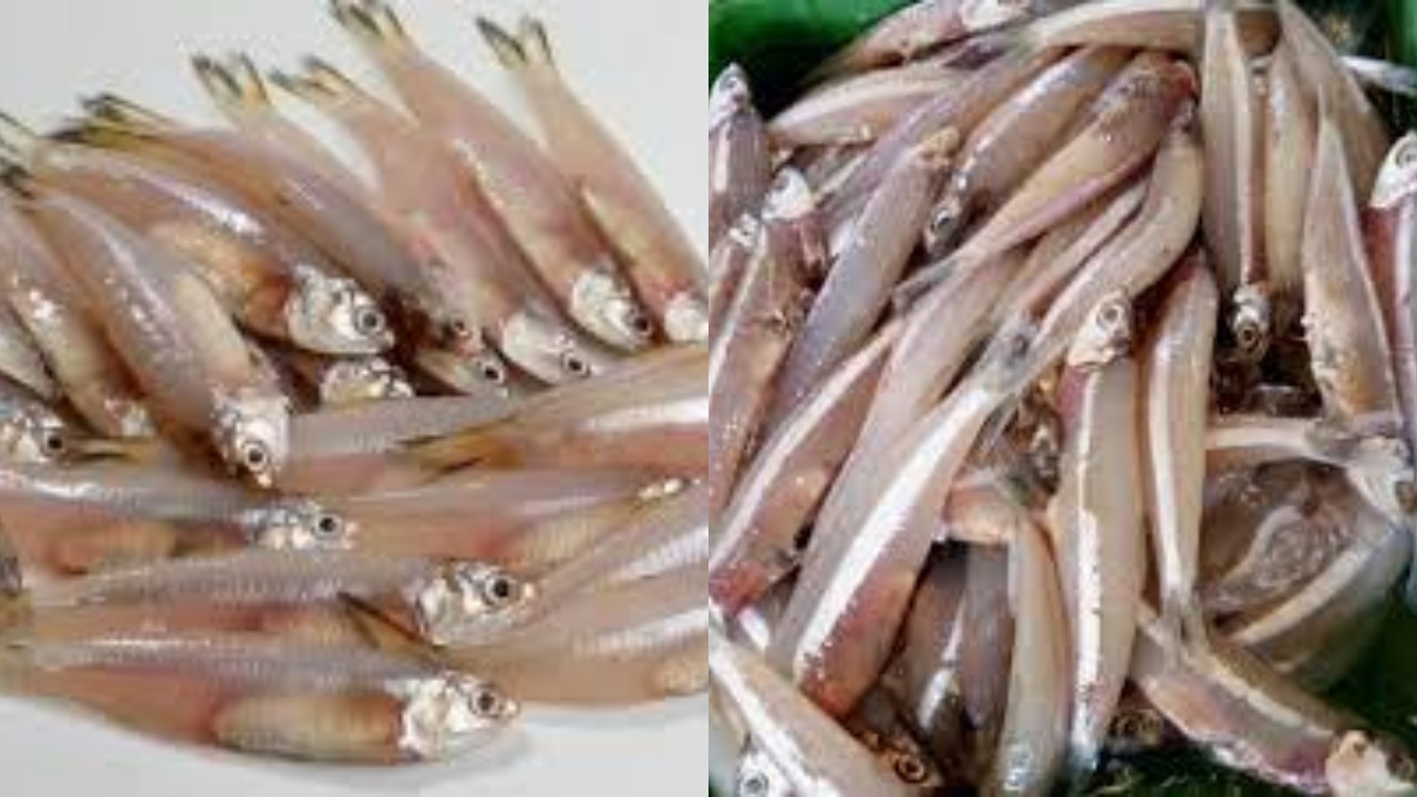 Inilah Manfaat Ikan Bilis: Sumber Gizi Tinggi dari Lautan Nusantara