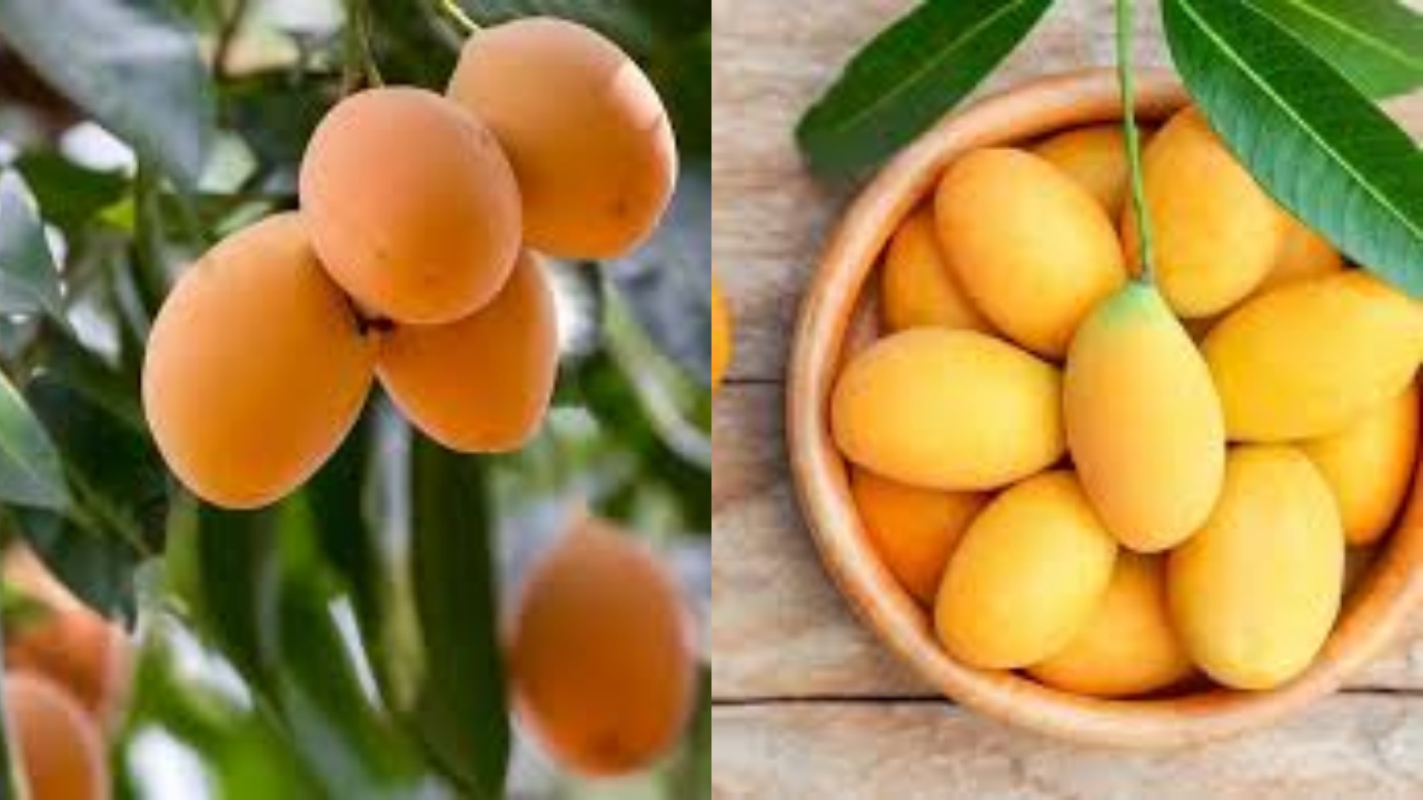 Jarang Diketahui Teryata Ini Manfaat Buah Gandaria Untuk Kesehatan Tubuh!