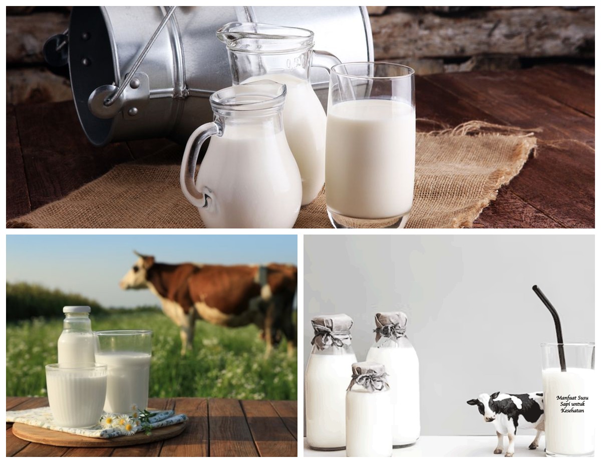 Manfaat Susu Sapi bagi Kesehatan Tubuh: Sumber Nutrisi Alami untuk Menjaga Kebugaran dan Daya Tahan Tubuh