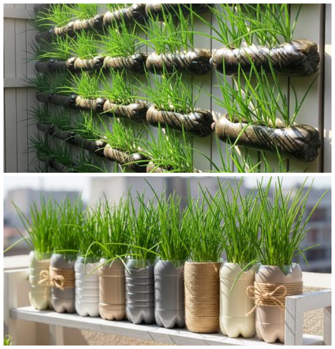 Tak Perlu Lahan Luas, Ini 7 Cara Menanam Daun Bawang dari Botol Bekas di Halaman Rumah