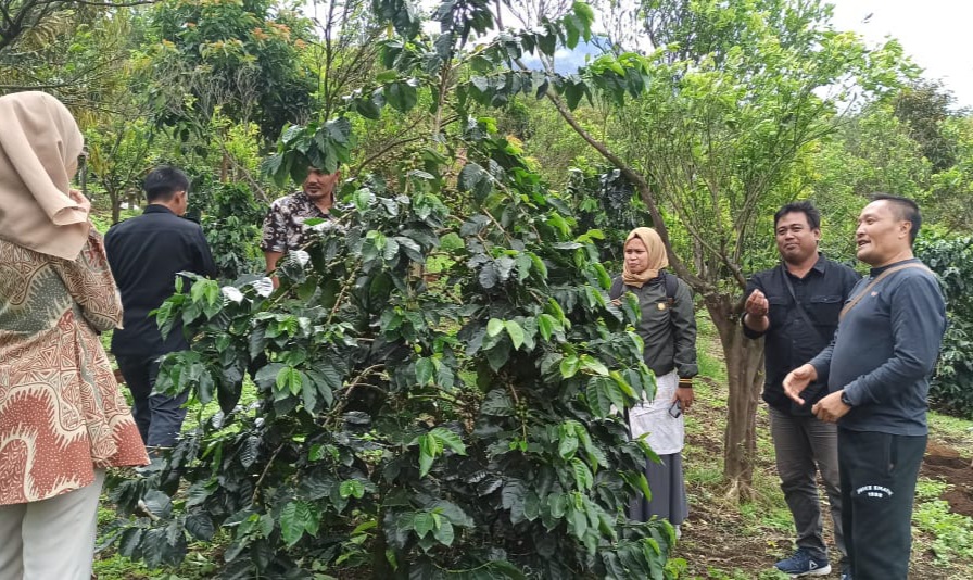 Miliki Keunikan Khas, Arabika Raden Kuning  Pagar Alam Segera Dipatenkan 