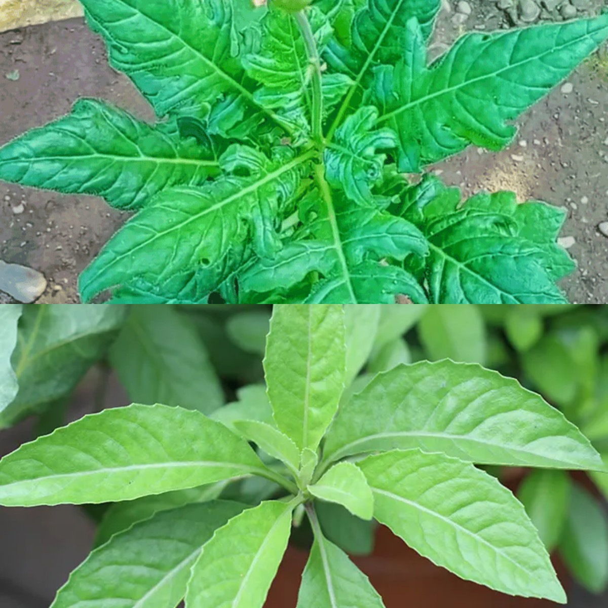  Manfaat Daun Dewa bagi Kesehatan!