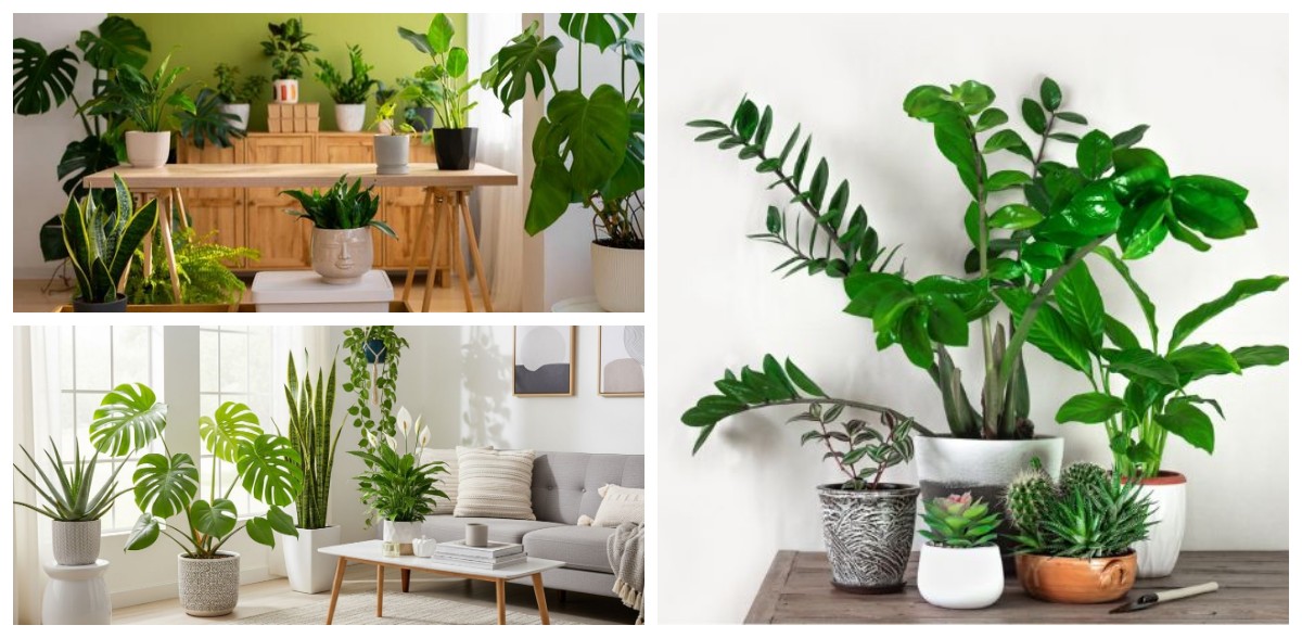 10 Tanaman Hias Indoor yang Bikin Rumah Segar dan Nyaman, Cocok untuk Semua Ruangan