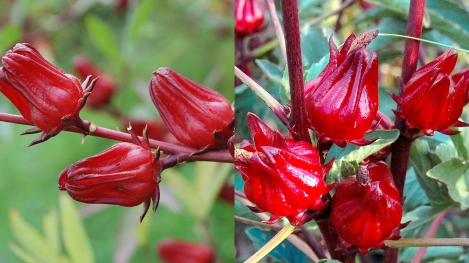 Mengurangi Kecemasan Dan Stres Ini Manfaat Rosela Untuk Kesehatan Yang Jarang Diketahui! 