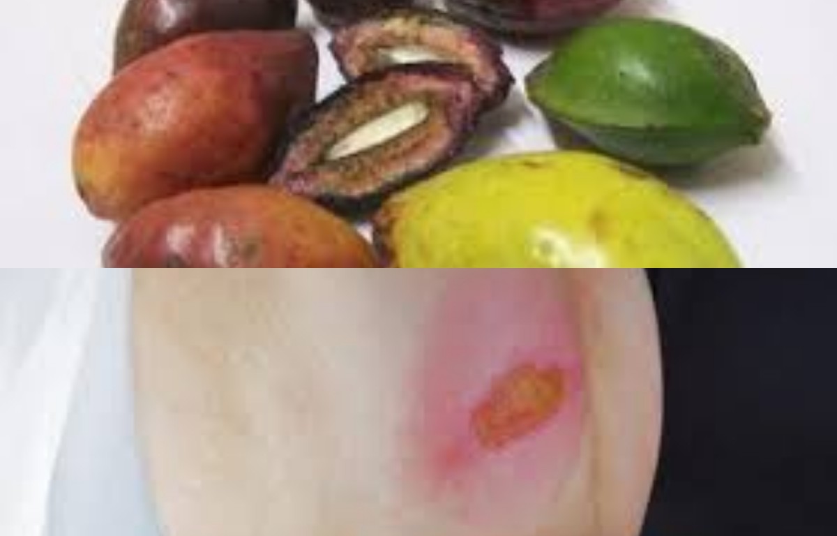 Catat! 5 Manfaat Buah Ketapang untuk Kesehatan dan Kecantikan