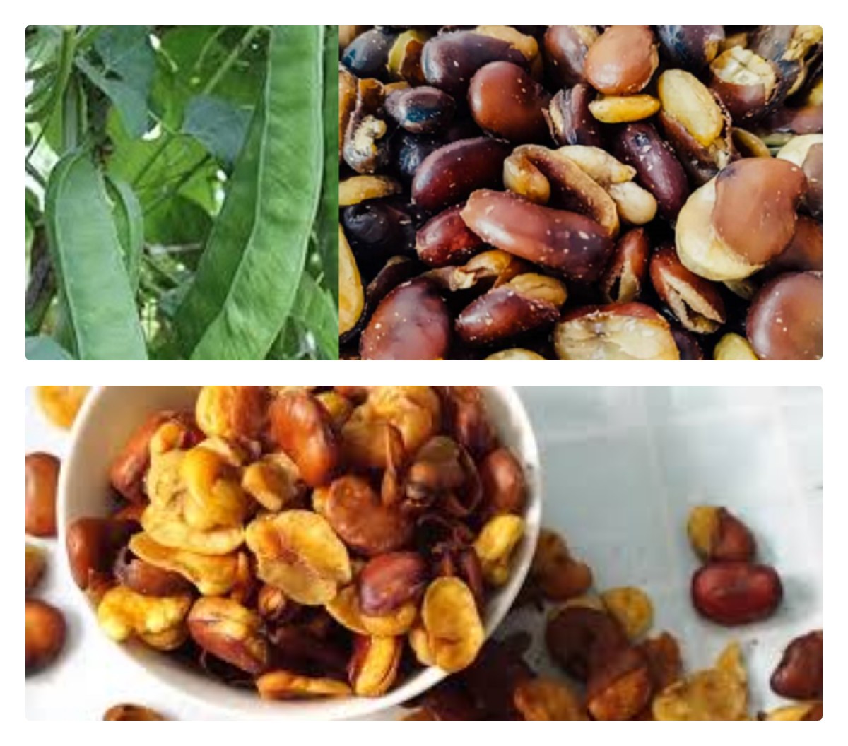  Terbukti! Berikut adalah Keuntungan dan Manfaat Kacang Koro untuk Kesehatan