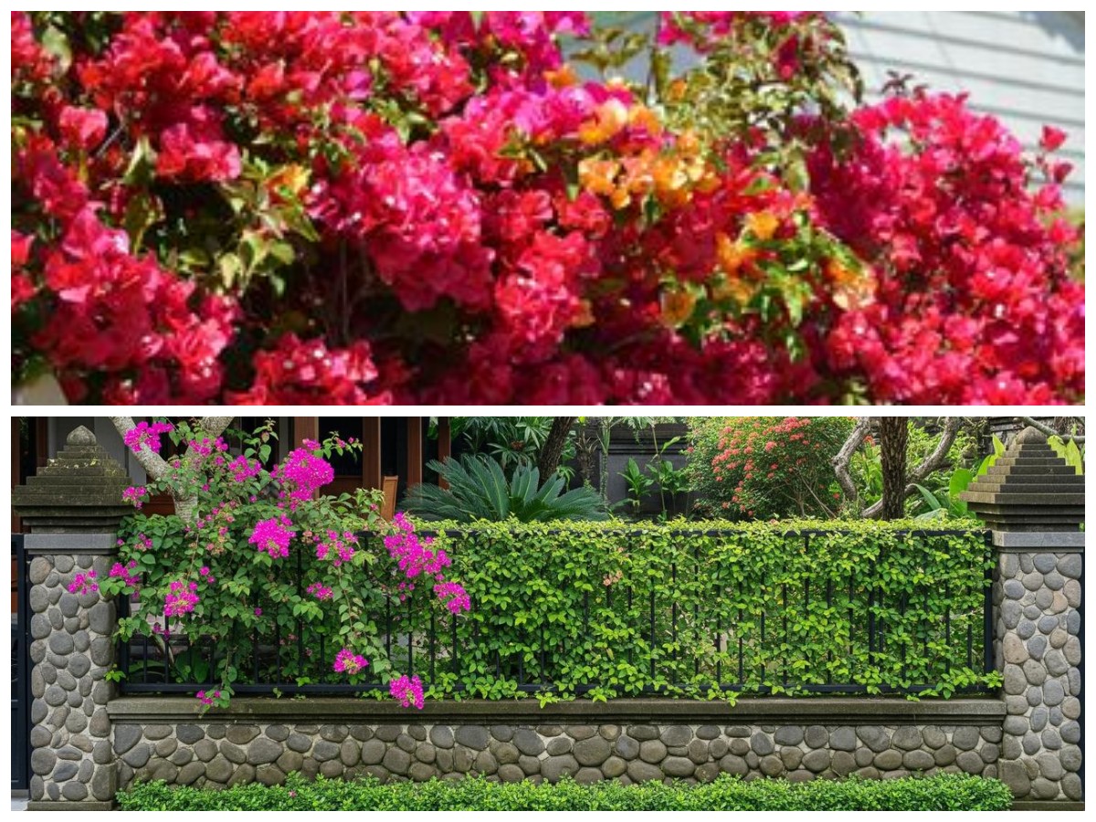 7 Tanaman Merambat Cantik yang Bikin Pagar Rumah Tampak Asri dan Elegan