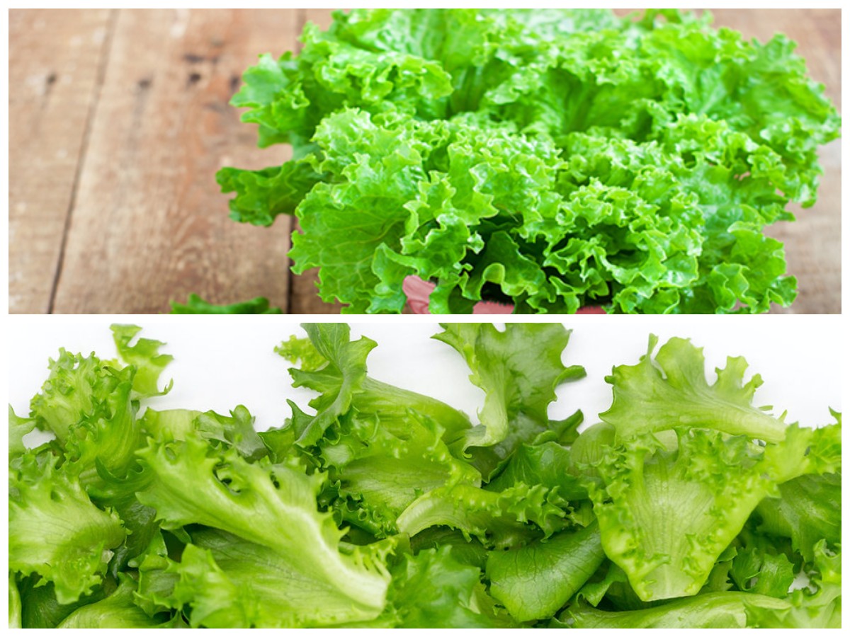 Selada: Nutrisi Penting untuk Tubuh Sehat dan Kulit Cantik