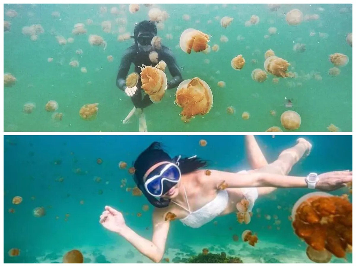 Jejak Alam dan Budaya Danau Kakaban: Surga Tersembunyi dengan Ubur-Ubur Unik di Timur Kalimantan