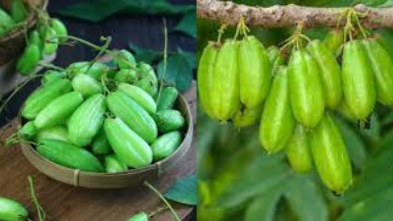  Inilah Kandungan Nutrisi di Dalam Belimbing Wuluh Dan Manfaatnya Yang Harus Kalian Tahu!