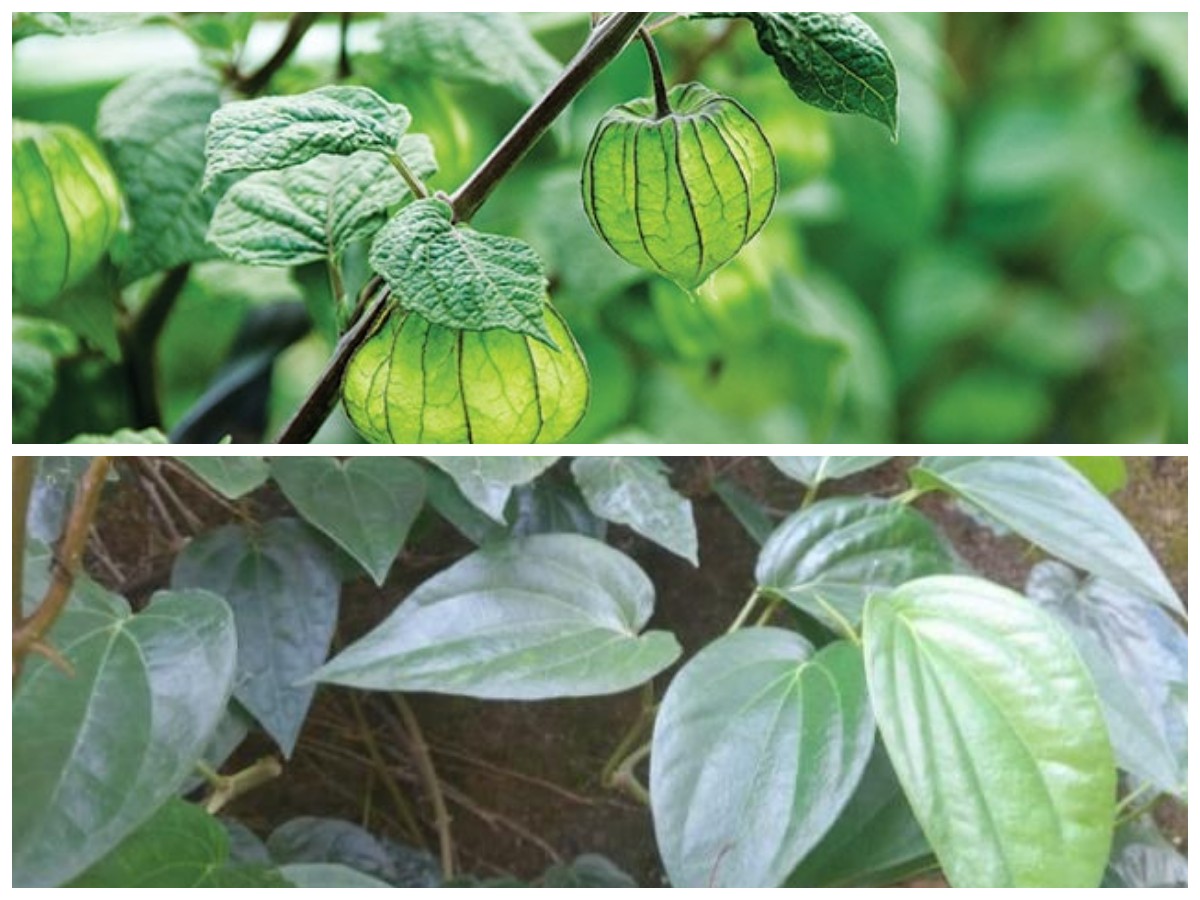 Atasi Sakit Lutut dan Sendi dengan 6 Olahan Daun Ini!