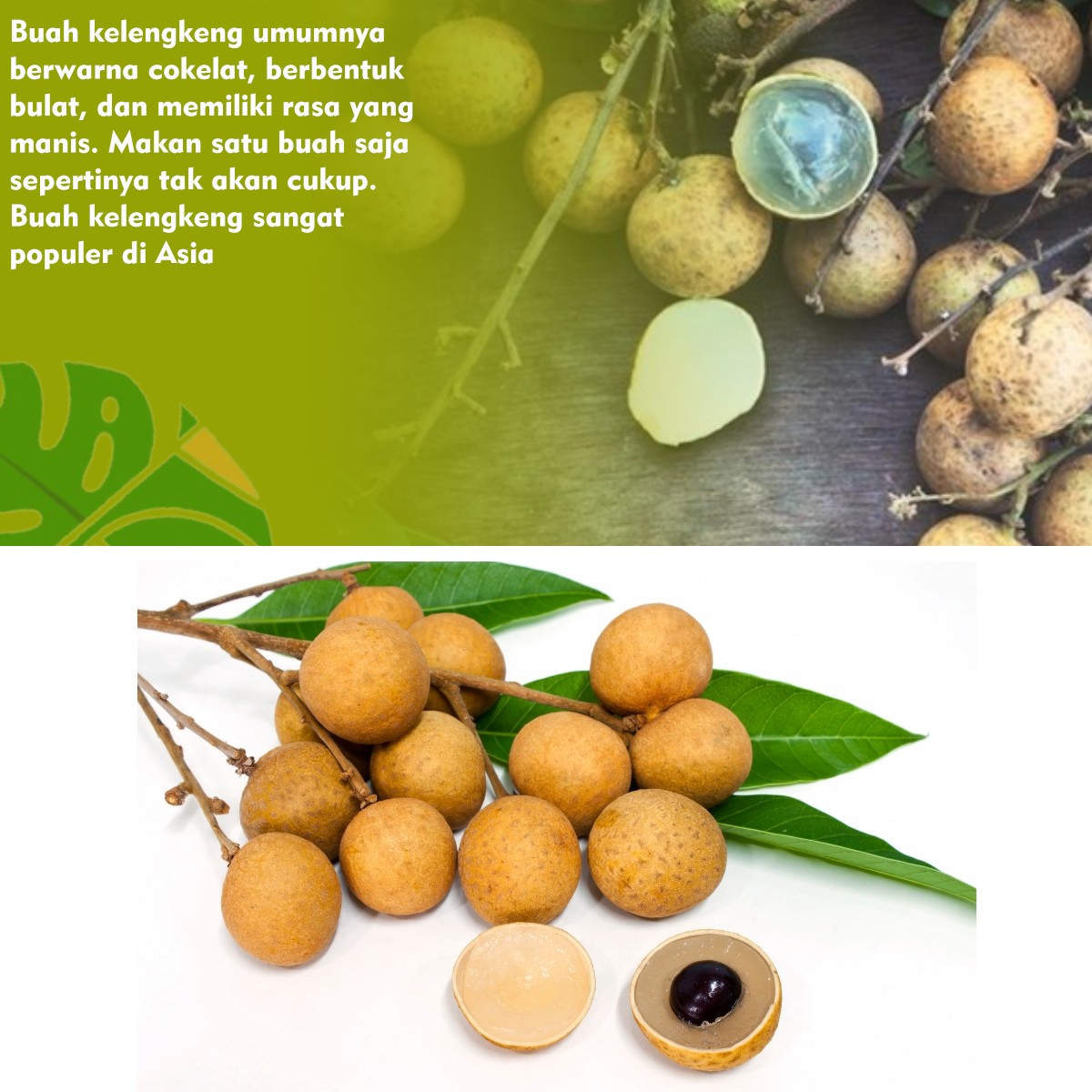 Siapa Sangka! Kelengkeng Ternyata Penuh Nutrisi, Mau Tahu Kenapa?