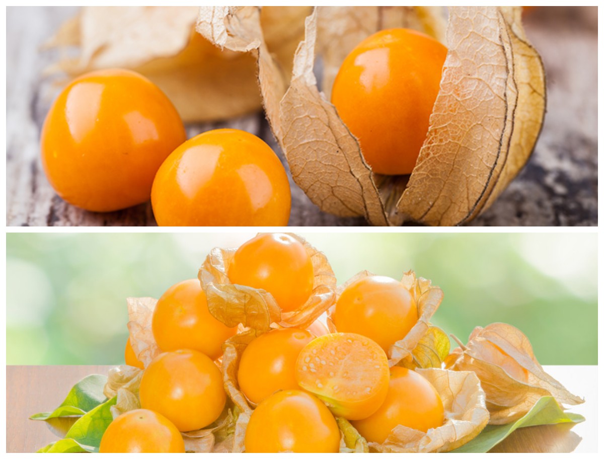 Manfaat Buah Ciplukan untuk Kesehatan Tubuh: Herbal Kecil dengan Khasiat Besar!