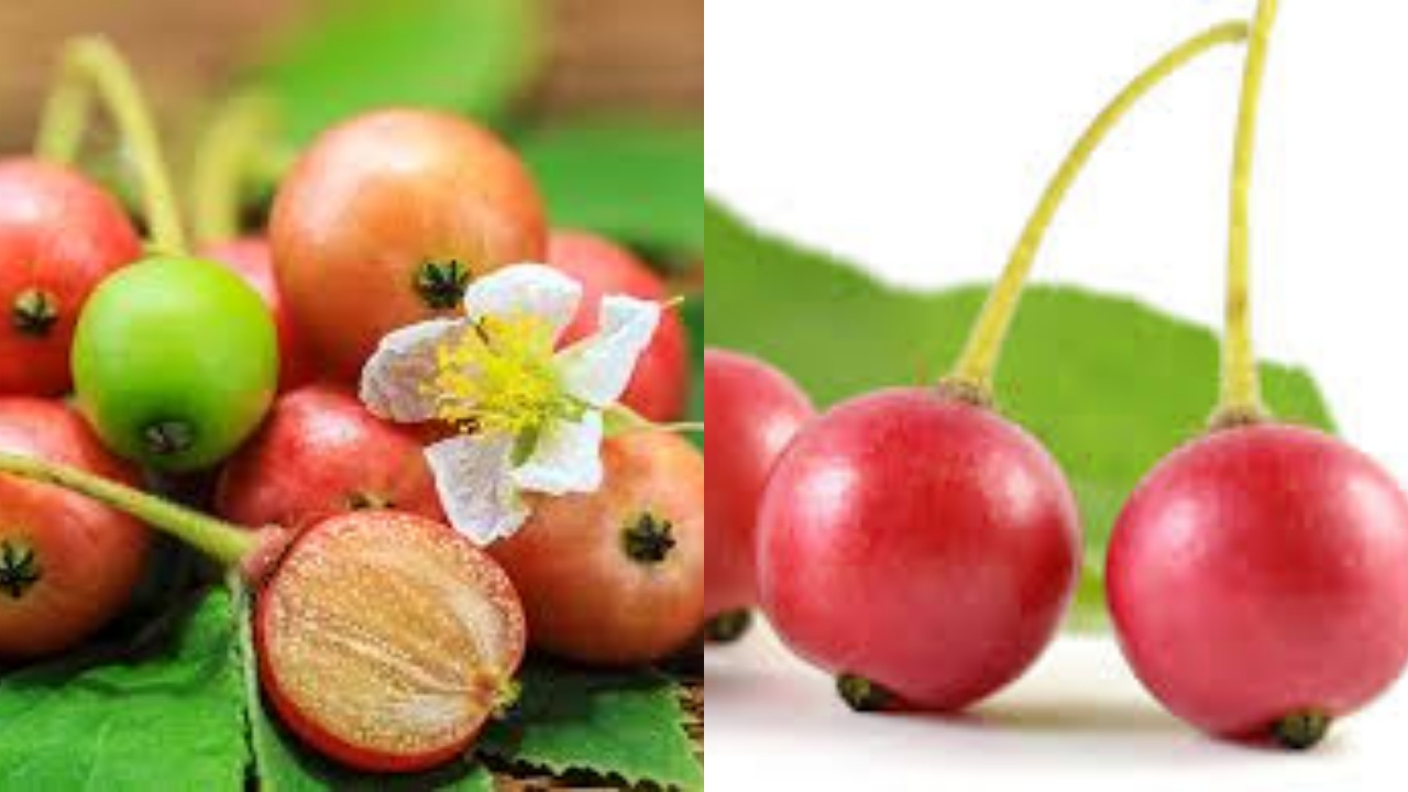 Yuk Intip Disini Manfaat Dari Buah Kersen Untuk Kesehatan Yang Melimpah!