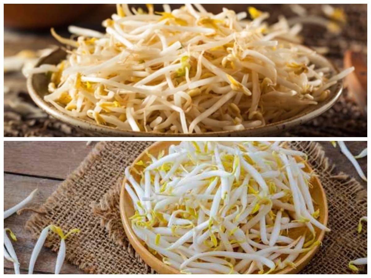 Kandungan Gizi dan Khasiat Toge untuk Menunjang Kesehatan Tubuh