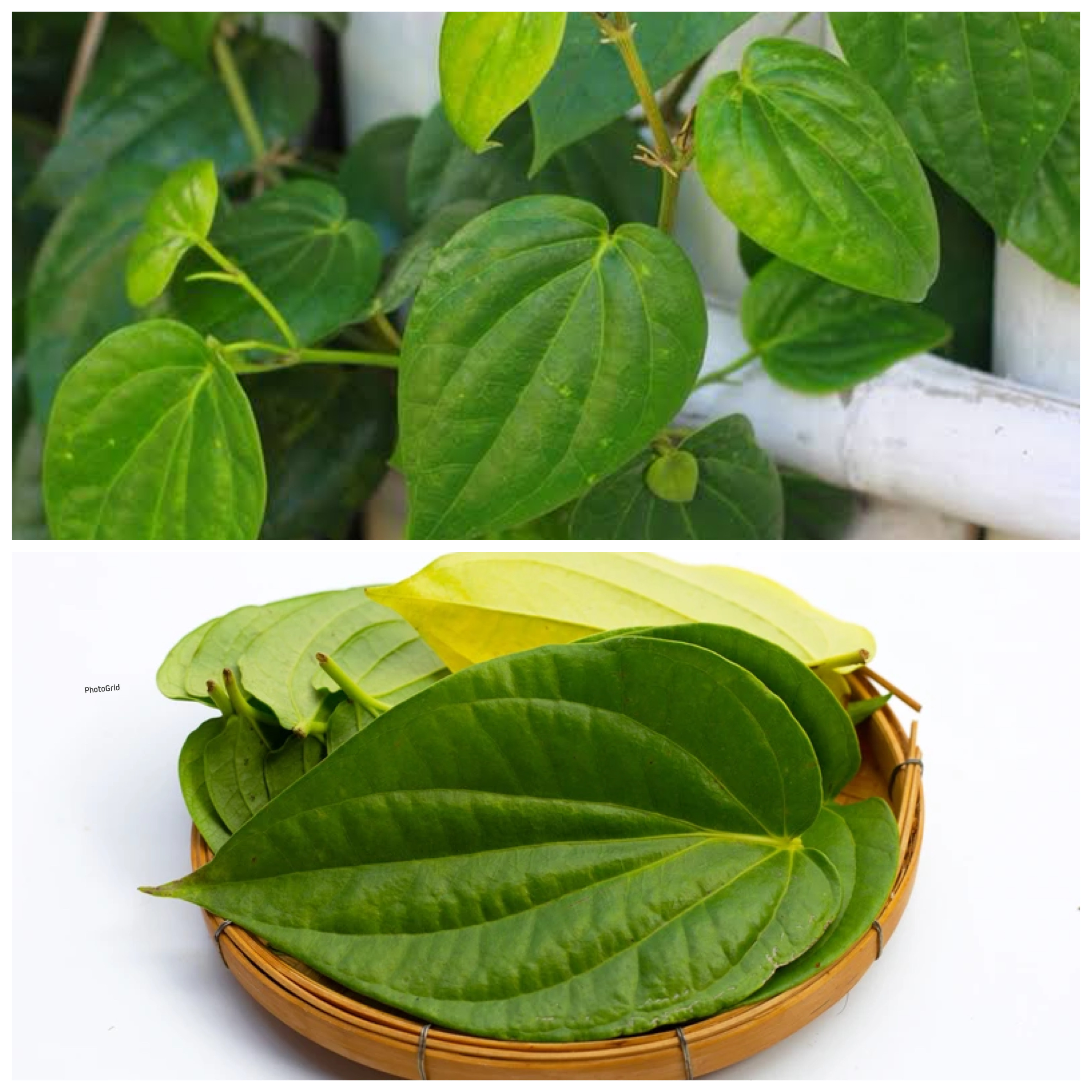 Manfaat Daun Sirih untuk Kesehatan Tubuh: Obat Alami Serbaguna dari Alam Nusantara!