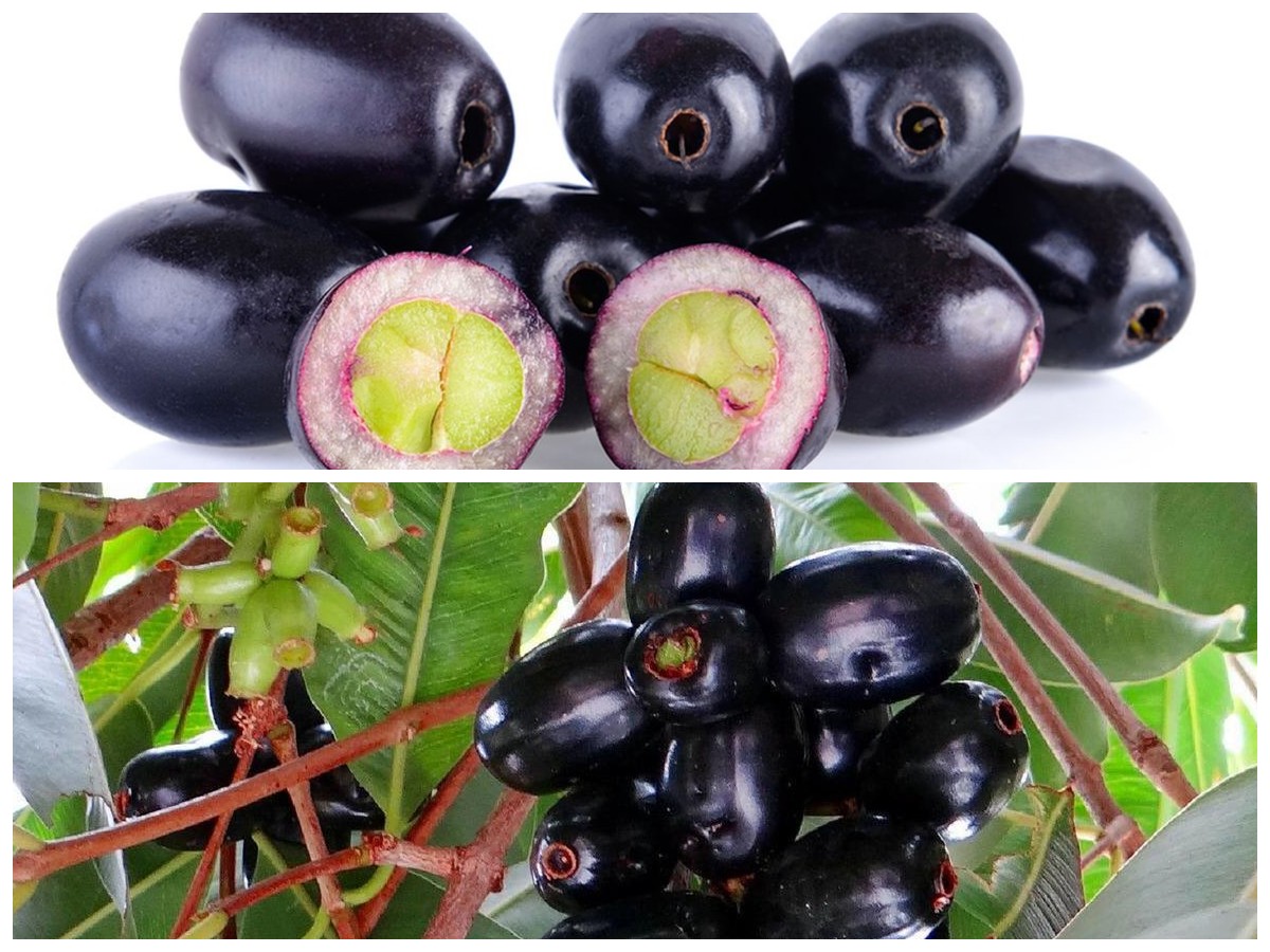 Manfaat Tersembunyi Buah Jamblang bagi Tubuh: 7 Alasan untuk Mulai Mengonsumsinya