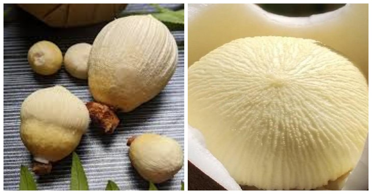 Kentos Kelapa: Kandungan Nutrisi dan Manfaatnya bagi Kesehatan