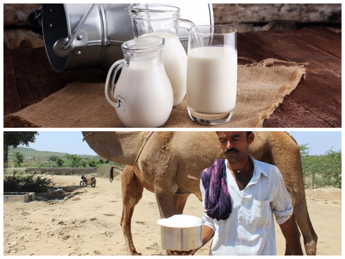 Susu Unta, Minuman Bernutrisi Tinggi dengan Segudang Khasiat untuk Kesehatan