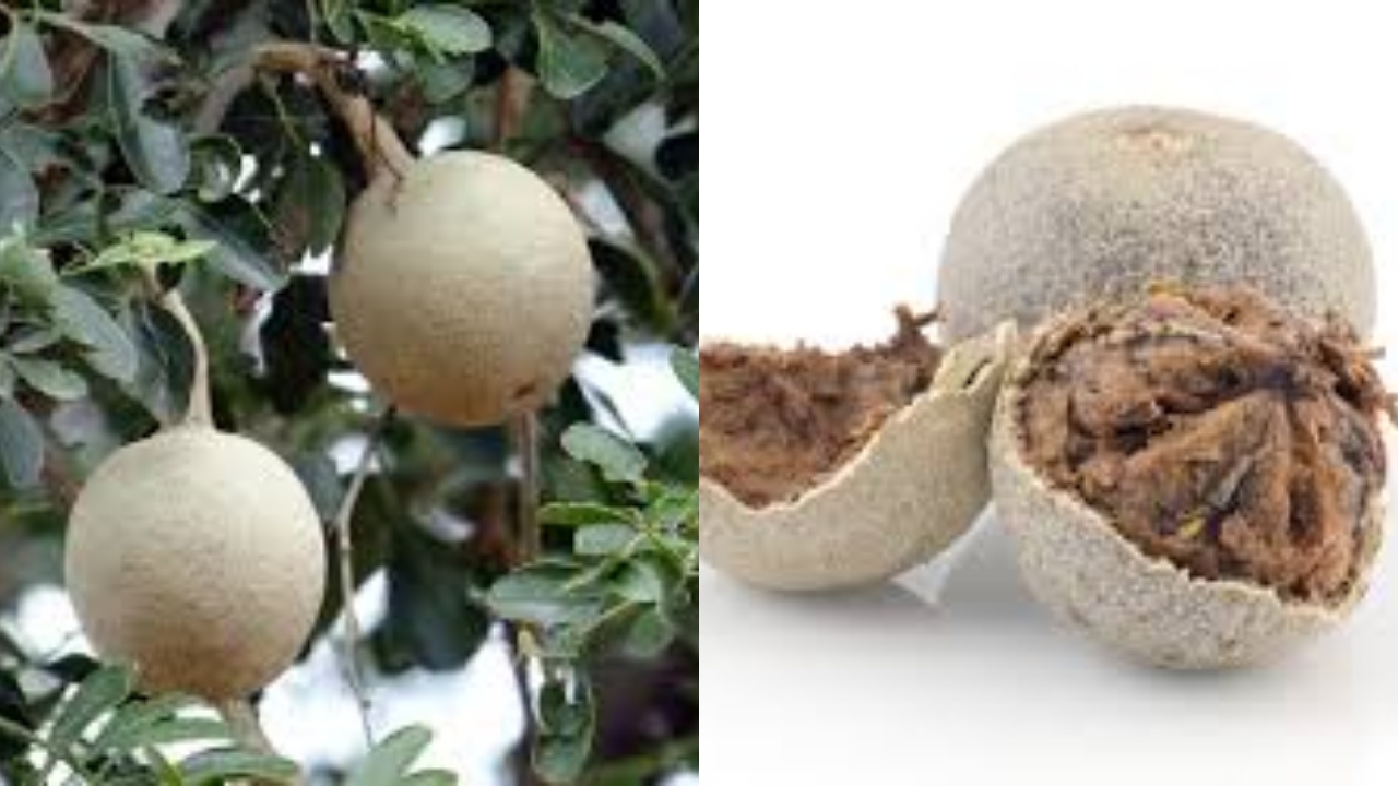 Wow! Kamu Harus Tahu Inilah Kandungan Nutrisi Buah Kawista Untuk Kesehatan 