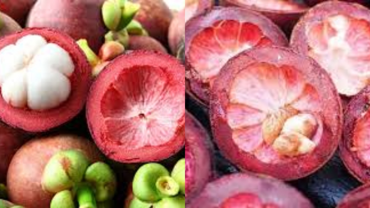 Membantu Mengontrol Gula Darah Inilah Manfaat Kulit Manggis Untuk Kesehatan!