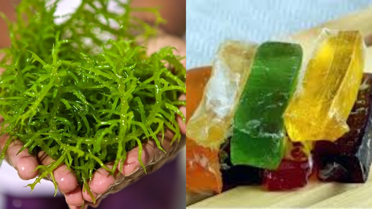 Fakta Rumput Laut, Oleh-oleh Khas Lombok !