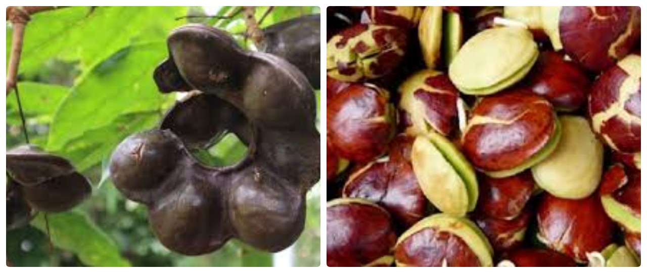 Manfaat Jengkol dan Risiko Kesehatannya Jika Dikerjakan Secara Berlebihan !