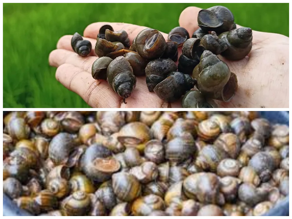 Manfaat Keong Sawah untuk Tubuh: 5 Khasiat Penting yang Perlu Diketahui!