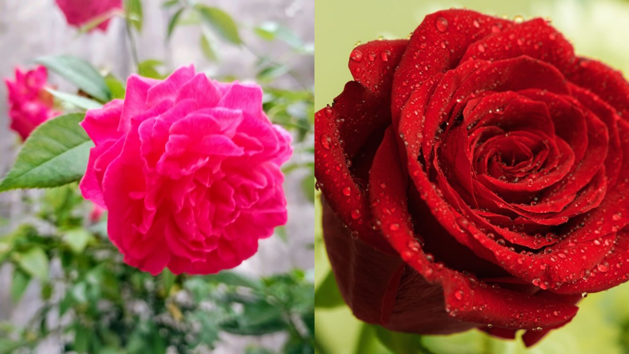 Cantik Alami dengan Air Mawar: Manfaat dan Cara Menggunakannya untuk Hasil Maksimal!