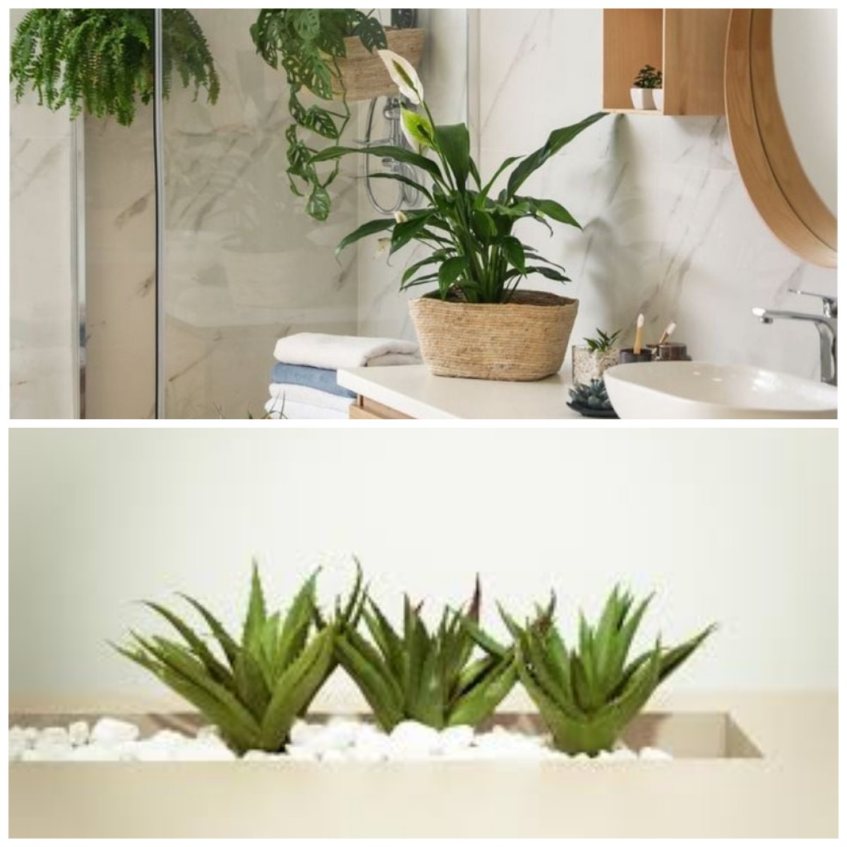 Bikin Kamar Mandi Lebih Segar: 6 Tanaman Hias Tahan Lembap dan Mudah Dirawat