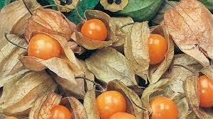 Tahukah Kamu? Buah Ciplukan Ternyata Punya Banyak Manfaat untuk Kesehatan!